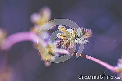 Bough from raspberry bush with young leaves Stock Photo