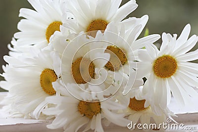 Bouguet of daisies close-up lying on an old windowsill against a blurred green garden. Stock Photo