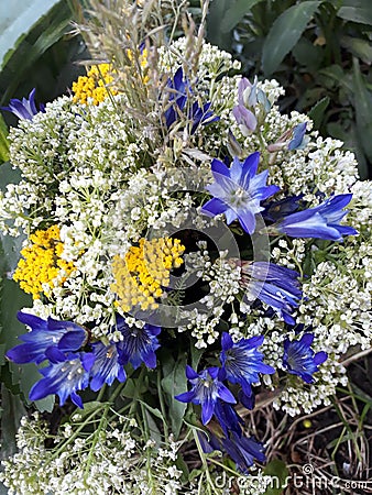 bouguet flowers Stock Photo