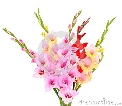 Bouguet pink gladiolus flower. Blank of congratulatory card Stock Photo