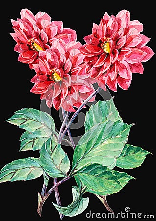 Bouguet of red dahlia on a black background, watercolor Stock Photo