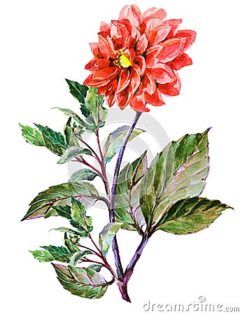 Bouguet red dahlia, watercolor Stock Photo