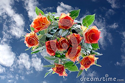 Bouguet of roses falling from blue sky Stock Photo