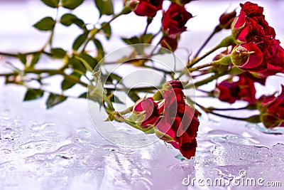 Bouguet roses red viola beauty flowers Stock Photo
