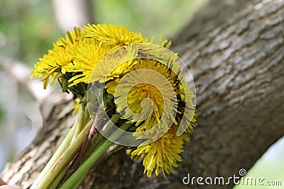 Bouguet of round shape of yellow dandelions close-up on a background of tree bark in natural conditions with a blurred background. Stock Photo