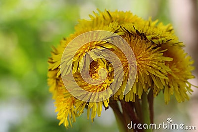 Bouguet of round shape of yellow dandelions close-up on a background forest in natural conditions with a blurred background. Stock Photo