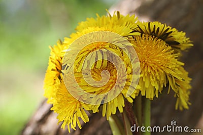 Bouguet of round shape of yellow dandelions close-up on a background of tree bark in natural conditions with a blurred background. Stock Photo