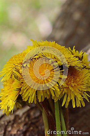 Bouguet of round shape of yellow dandelions close-up on a background of tree bark in natural conditions with a blurred background. Stock Photo