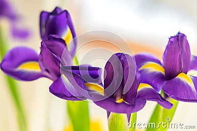 Bouguet of three dark purple iris flowers Stock Photo