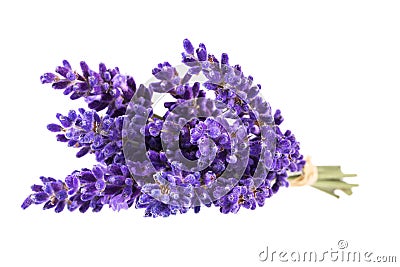 Bouguet of violet lavendula flowers isolated on white background Stock Photo