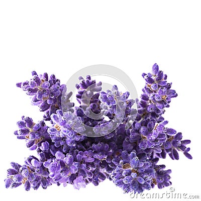 Bouguet of violet lavendula flowers isolated on white background, close up. Stock Photo