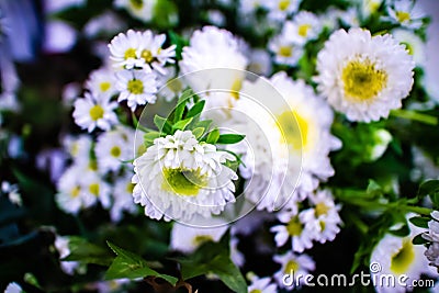A bouguet of white Daisy flowers Stock Photo
