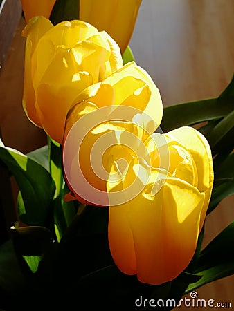 Bouguet of yellow tulias Stock Photo