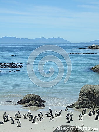 Boulder Beach Penguins Stock Photo