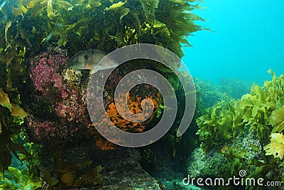 Boulder country with kelp and sponges Stock Photo