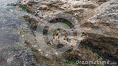 Boulder overgrown with sea mussels Stock Photo