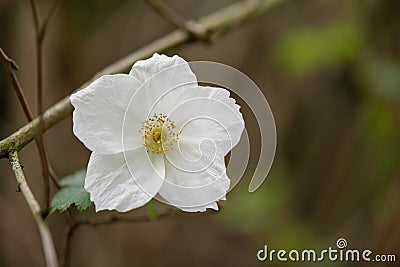 Delicious raspberry, Rubus deliciosus, close-up flower Rocky Mountains Stock Photo