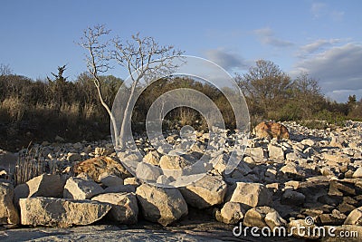 Boulders on the beach along southern coast of Connecticut. Stock Photo