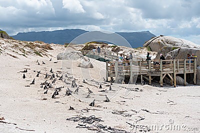 Tourists watching african penguins colony nesting from the view point at nature reserve Editorial Stock Photo