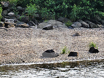 Boulders on the beach of a river, large stones and bushes in the background, in the middle shells of mussels, sand and pebbles. I Stock Photo
