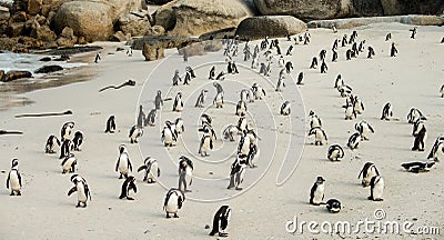 Boulders Beach in Simonstown South Africa with Penguins Stock Photo
