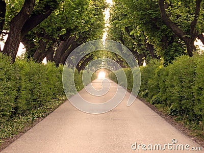 Boulevard trees Stock Photo