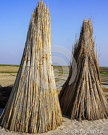 A bounch of jute stalks laid for sun drying. Jute cultivation in Bangladesh, Dry jute stem image Stock Photo