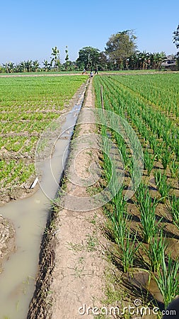 the boundary of a large rice field area, subang-indonesia Stock Photo