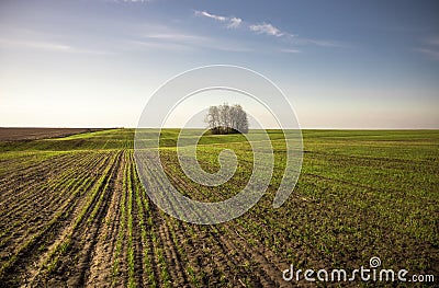 Boundless agriculture field with seedling wheat sprouts horizon springtime at sunrise as agricultural countryside scenery landscap Stock Photo