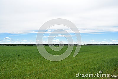 Boundless rural village field of cereal crops sky clouds Stock Photo