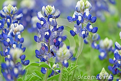 Bountiful Bluebonnets Stock Photo