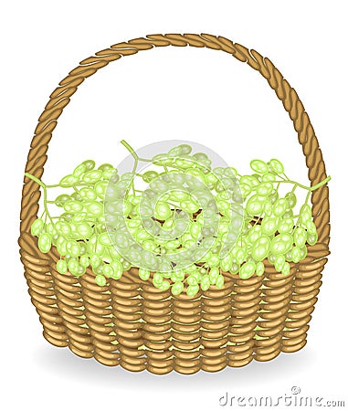 A bountiful harvest. In a beautiful wicker basket fresh grapes in a basket. The fruit is very tasty and vitamin. The berries are Cartoon Illustration