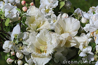 Bouqet of white tulips, spring beaytiful flowers Stock Photo