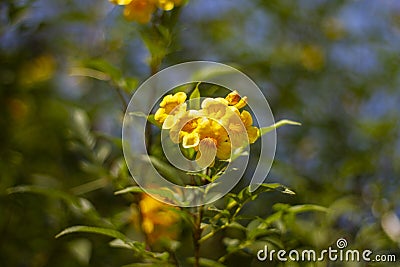 Bouque of flowers yellows Stock Photo