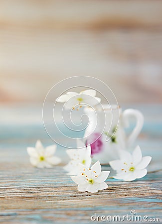 Bouquet of Anemone, windflower in jug Stock Photo