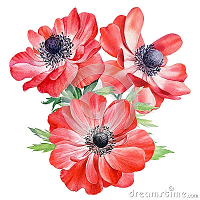 Bouquet anemones flowers. Botanical watercolor floral illustration for design. Red flower Cartoon Illustration