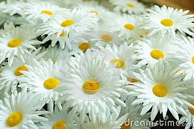 Bouquet of artificial daisies with white petals Stock Photo