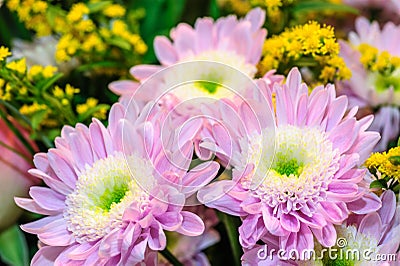 Bouquet of aster flowers Stock Photo