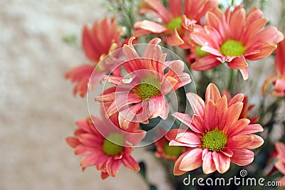 Bouquet of beautiful dahlia flowers background with copy space for your text. Floral peach color background. Stock Photo