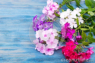 Bouquet of beautiful flowering phloxes Stock Photo