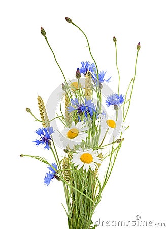 Bouquet of beautiful flowers Cornflowers, chamomiles wheat iso Stock Photo