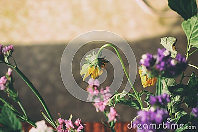 Bouquet of beautiful flowers Cornflowers, chamomiles wheat and poppies without shadow. masterpiece Stock Photo