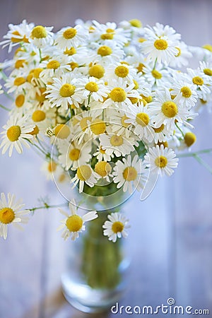 Bouquet of beautiful fresh chamomile Stock Photo