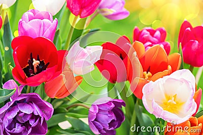 Bouquet of beautiful multicolor tulips Stock Photo