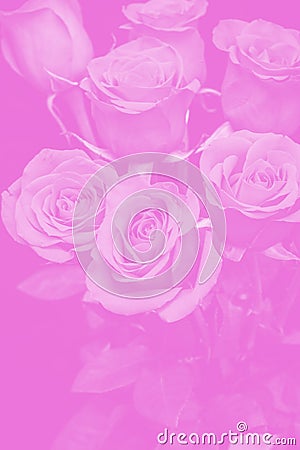 bouquet of beautiful roses with pink tinted. flower composition Stock Photo