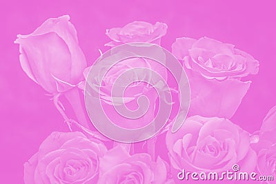 bouquet of beautiful roses with pink tinted. flower composition Stock Photo