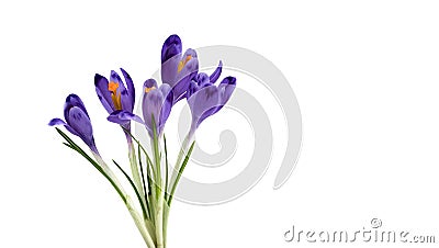 Bouquet of beautiful spring snowdrops flowers violet crocuses on a white background with space for text. Stock Photo