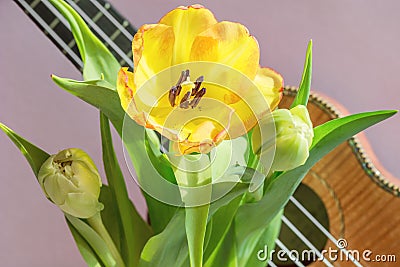 A bouquet of beautiful tulips on a lilac background and a fragment of a musical instrument ukulele. Stock Photo