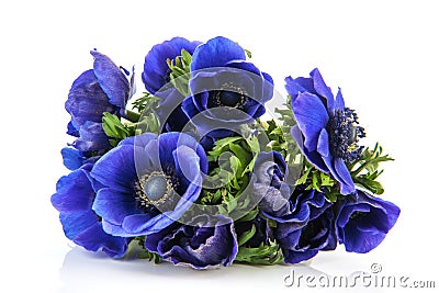 Bouquet blue Anemones Stock Photo