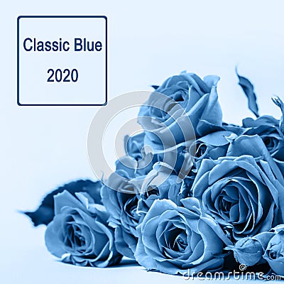 Bouquet of blue beautiful roses. Selective focus, tinted Stock Photo